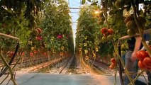 First generation LED lighted tomatoes at Jami VOF