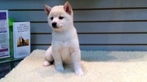 Shiba Inu Puppies For Sale (Empire Puppies)