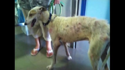 Progetto Spagna - Galgo in Spagna