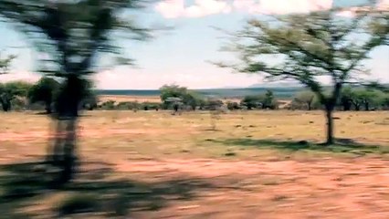 African Wildlife Safaris With FlyABS