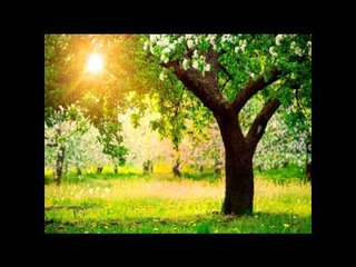 ritem  shum  i mir ''Flori''