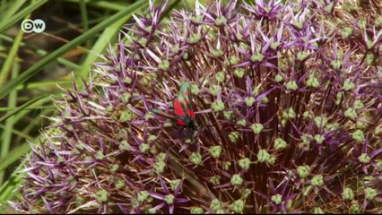 Ein Rezept für Yorkshire Pudding | Euromaxx