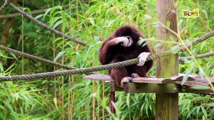 Les gibbons, de fins gourmets qui aiment chanter