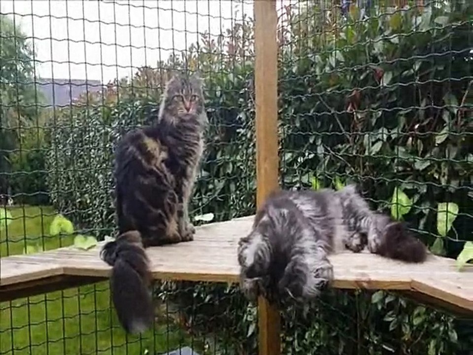 Chatterie d' Helfina Coons