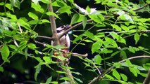 Great Spotted Woodpecker Chick - Pic épeiche