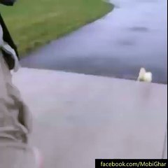 Duck going for a run with his friend