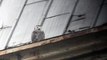 Snowy Owl on Widows Walk Rochester, NY 12/20/13