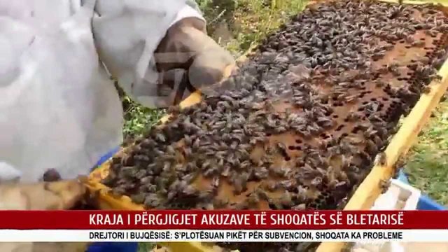 KRAJA I PËRGJIGJET AKUZAVE TË SHOQATËS SË BLETARISË