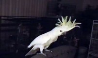 Snowball (TM) - Our Dancing Cockatoo