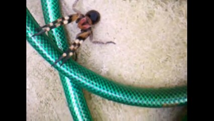 Videos de Arañas Grandes