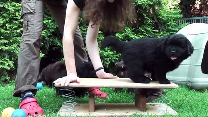 Neufundländerwelpen - 38 Tage - Bär vom Wildpark