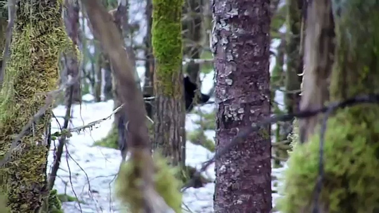 A Wolf Called Romeo by Nick Jans