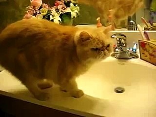 Minou est prêt à aller se coucher.