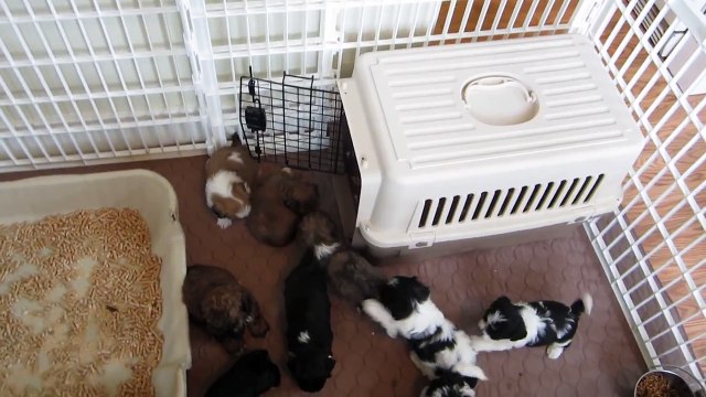 LillyBits - Puppies Graduate to Intermediate Litter Box Training!