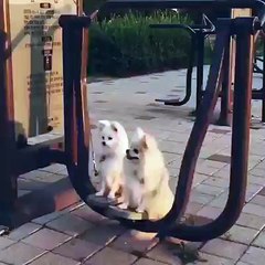 孟金龍皇冠 Funny Videos - dogs playing swing