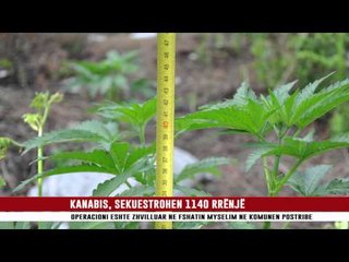 SHKODËR SEKUESTROHEN 1140 RRËNJË KANABIS