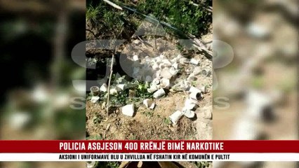POLICIA ASGJESON 400 RRËNJË BIMË NARKOTIKE
