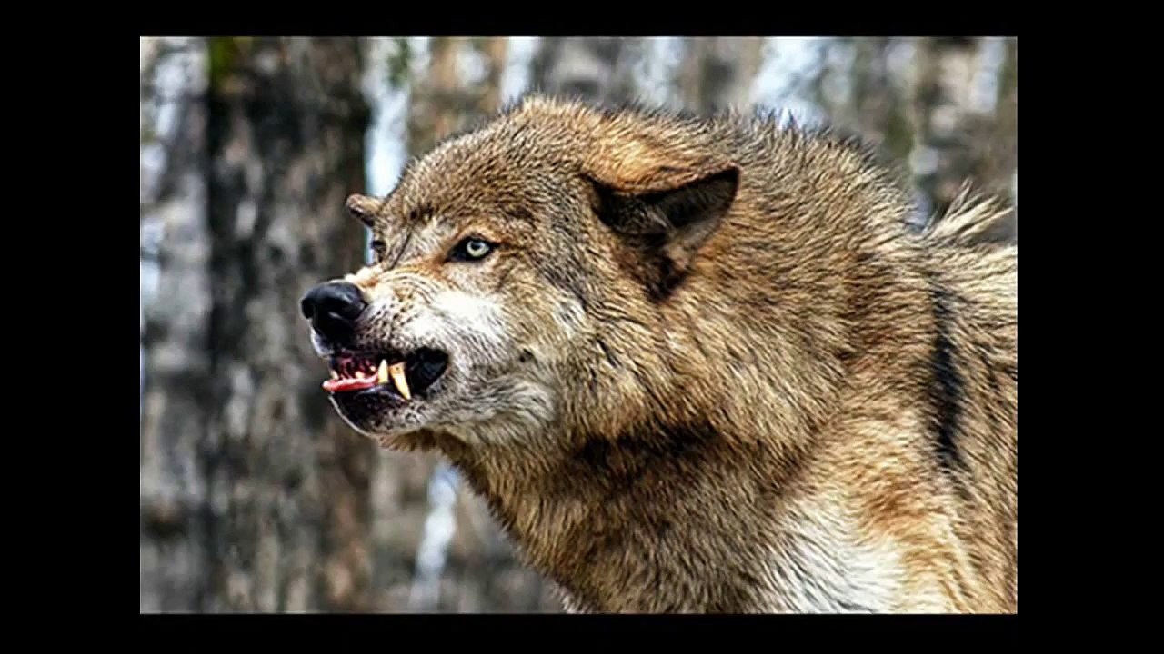 Aggressive Wolves