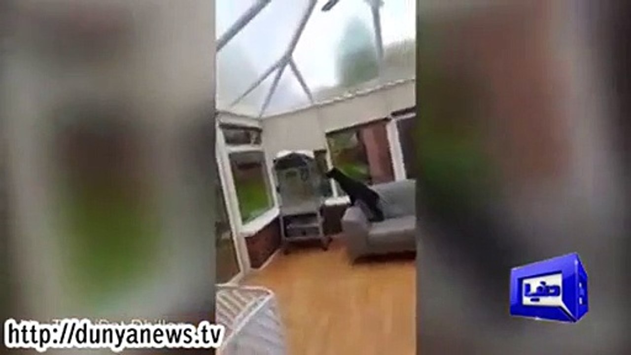 Dog barks, parrot replies with super bark.