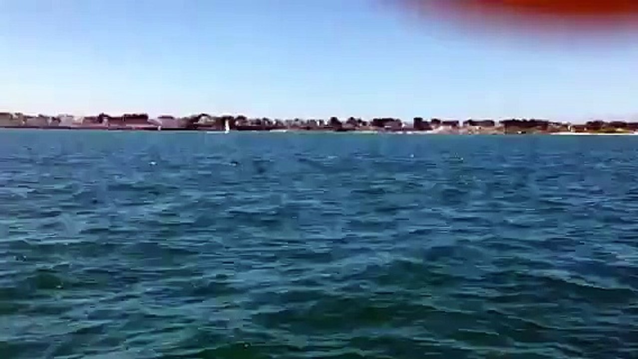 Dauphins au large de Quiberon
