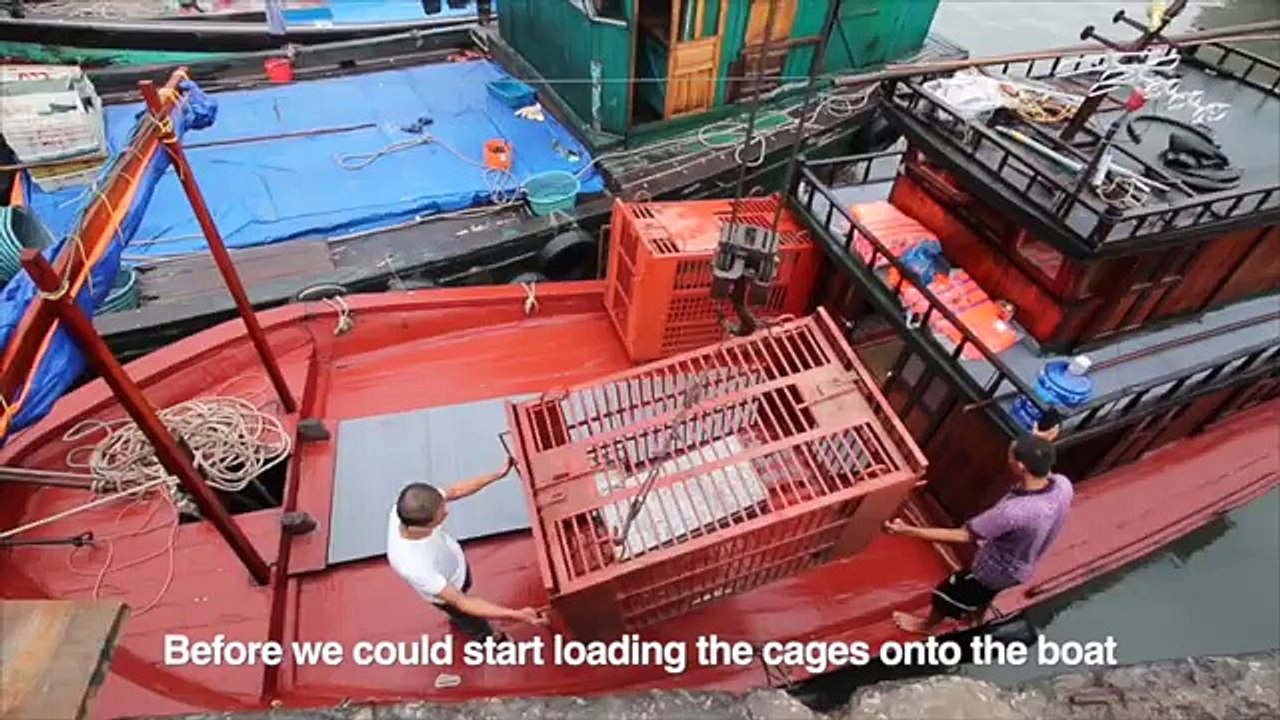 Two Bears Rescued by Boat