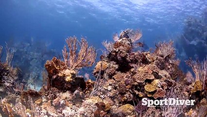 Aboard Blackbeard Cruises: Lobster No Lobster