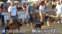 Mostra Cani Categoria Razze 1 OSTIA DOG FASHION Mostra Canina Parco Pallotta - FABIO Municipio13.it