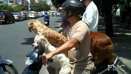 Cute And Lovely Dogs On The Bike   Funny Animals   Funny Compilations