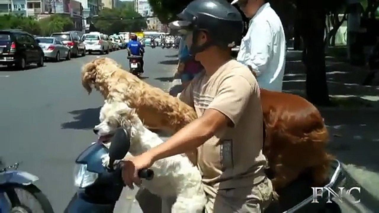 Cute And Lovely Dogs On The Bike   Funny Animals   Funny Compilations
