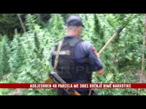 ASGJESOHEN 46 PARCELA ME 3801 RRËNJË BIMË NARKOTIKE.