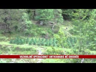 VAZHDOJNË OPERACIONET ANTIKANABIS NË SHKODËR