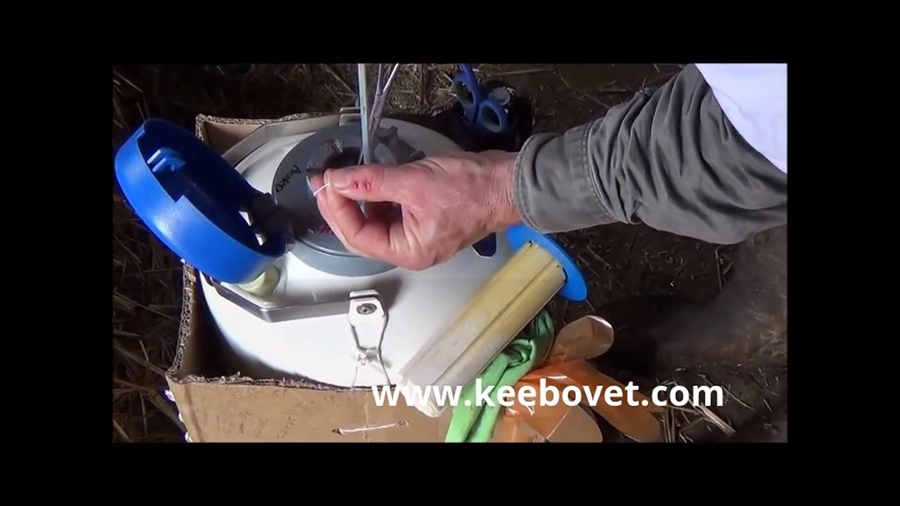 How To Check Dairy Cow In Heat For Artificial Insemination By Veterinarian