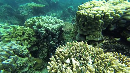 Djibouti Sable Blanc Fond Marin - Jessy Wushu