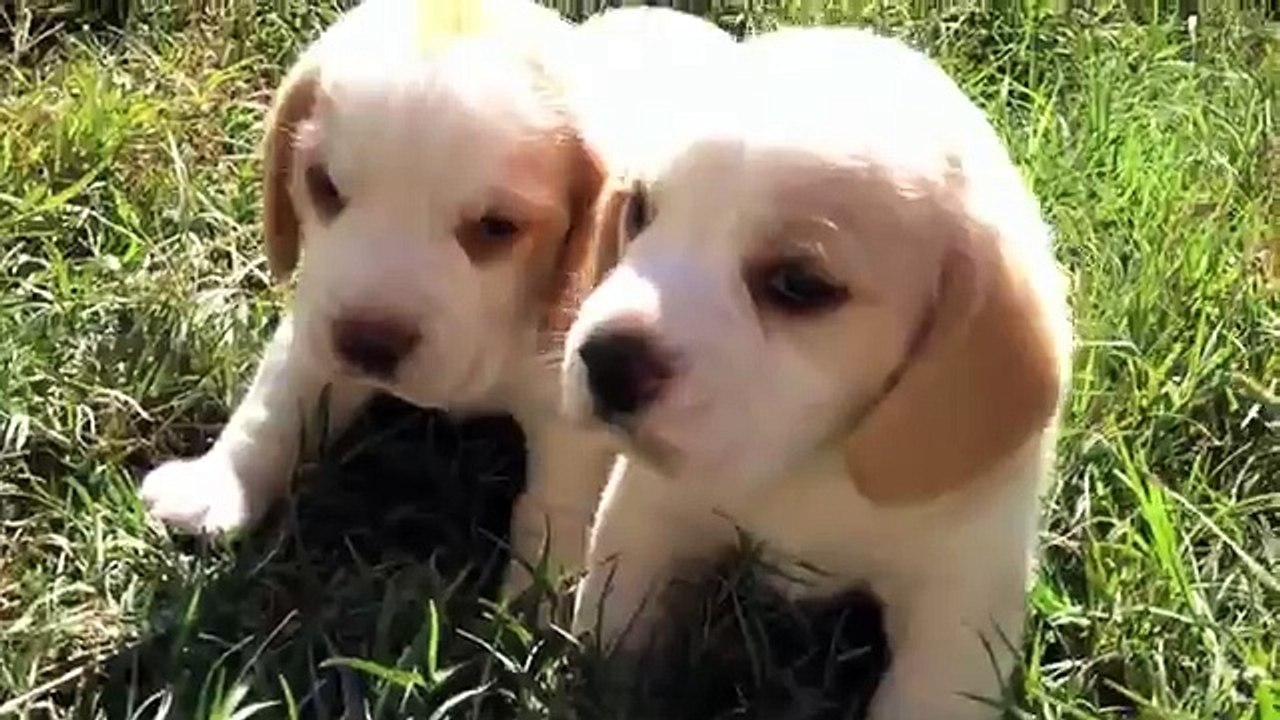 N-026/14 - Filhotes de Beagle Bicolor | Canil Little Beagle