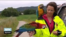 Tamme ara-papegøyer flyr fritt / Tame macaws flying free