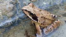 Rana temporaria  -  Common Frog - Froskdýr - Erkifroskur -  Froskar