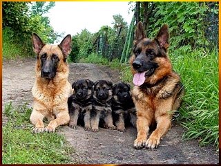 Удивительные моменты жизни животных