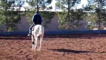 Big N Chexy 2009 APHA/AQHA Reining Futurity Prospect For Sale