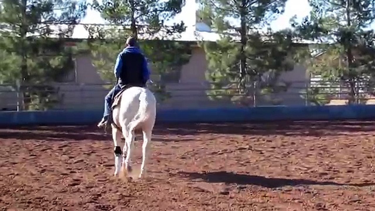 Big N Chexy 2009 APHA/AQHA Reining Futurity Prospect For Sale