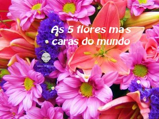 As 5 flores mais caras do mundo