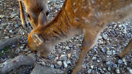 バンビに鹿せんべいをあげてみる！＠奈良公園 その98