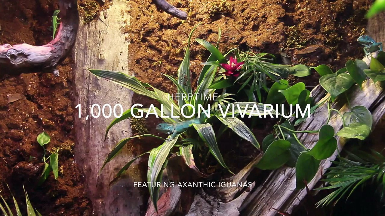 1,000 Gallon Vivarium with Axanthic Iguanas