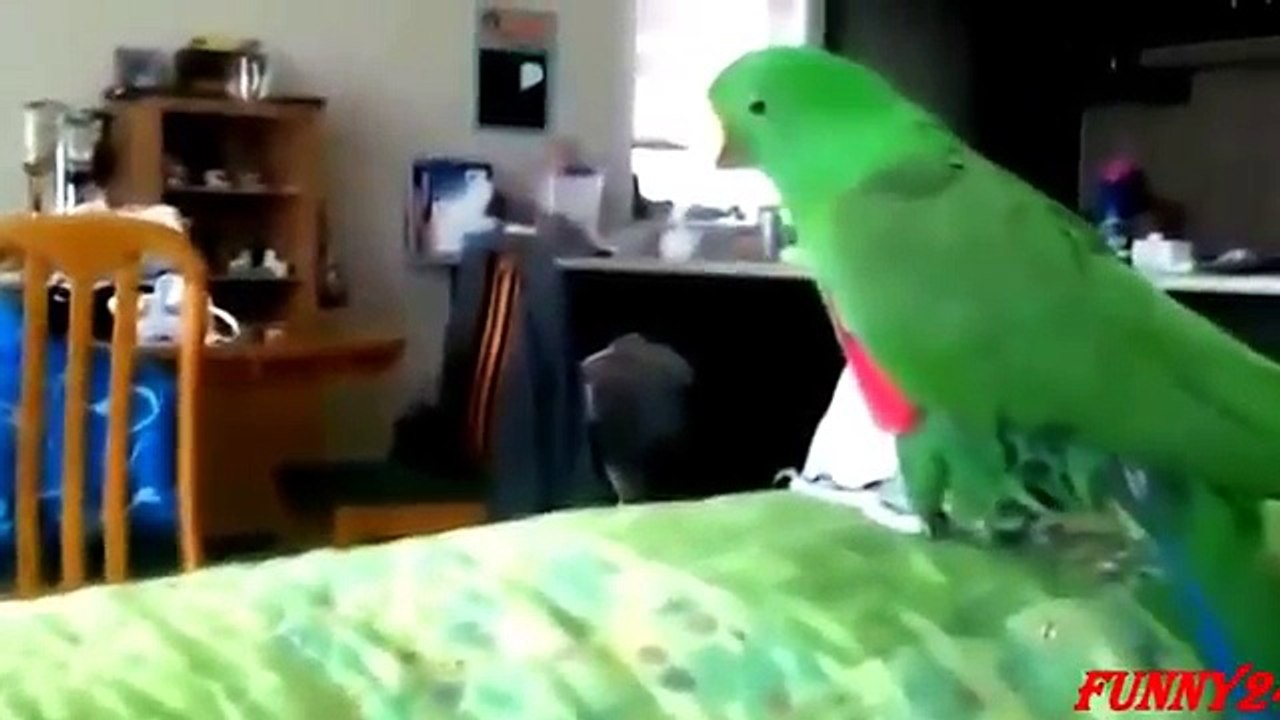 Funny animalParrot Dancing