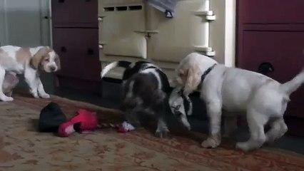 Gradevole Jana x Del Como Inostricani Italian Spinone Puppies