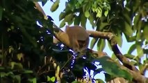 Monkey wildlife | Animals & Documentary Channel 2015 | wildlife animal Geographic #007