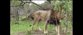 The Toulon Male Lions of Marula Loop, Kruger National Park