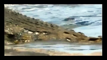 TİMSAH ASLANI BÖYLE ÖLDÜRÜYOR