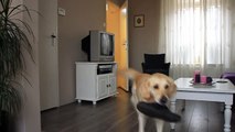 Golden Retriever showing of her retrieving skills