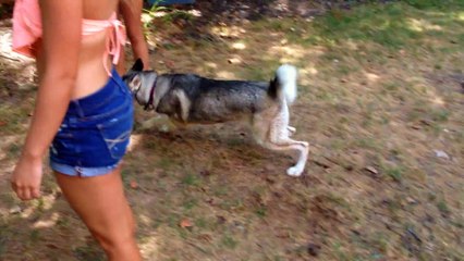 Puppy has the time of his life in baby pool