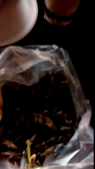 Thai Girl Eats Insects (I don't)